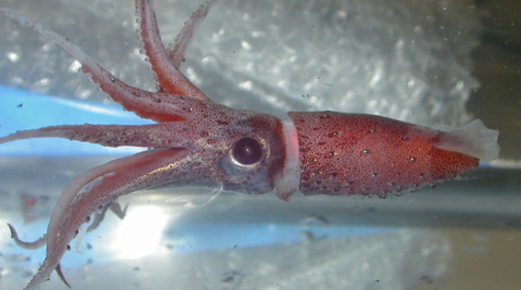 Jewel Squid